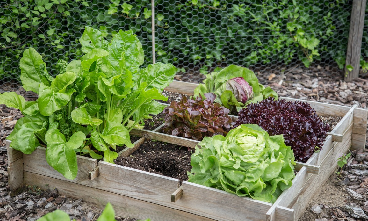 Tips for Gardening When You Don't Have Much Space like a raised garden