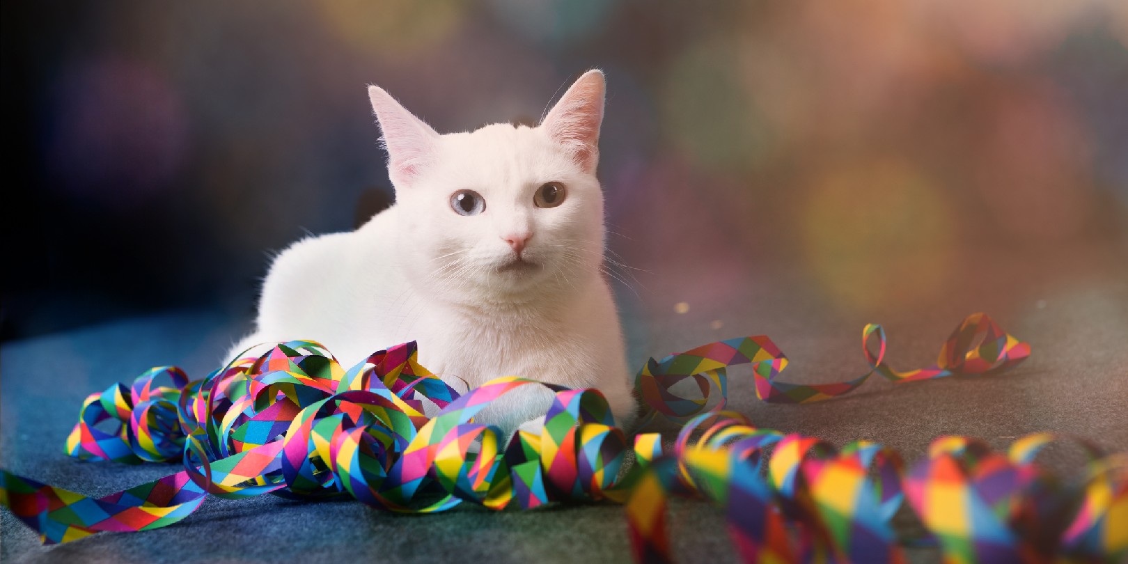 white cat sitting beside colorful paper streamer, front view