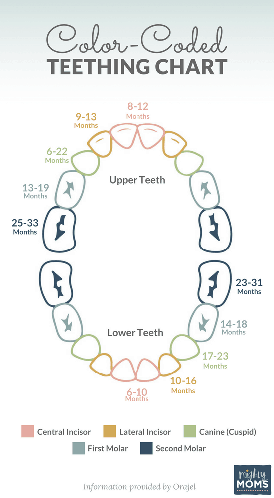 Teething Chart